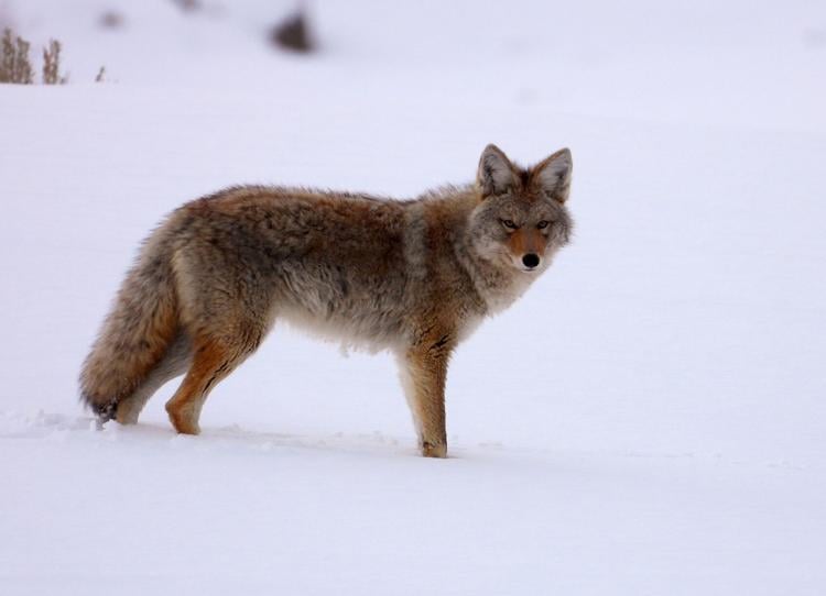 Almanac codyenterprise com