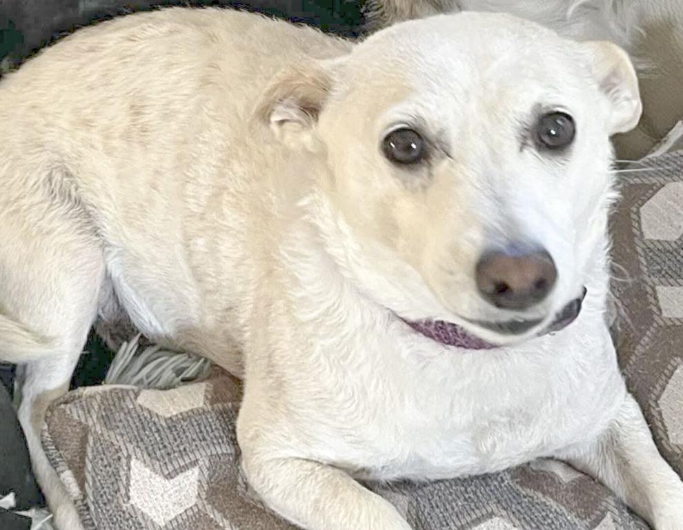 Missing dog Luna found safe in Yellowstone