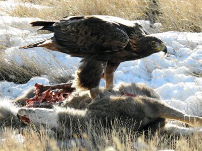 Afternoon Snack Local News Codyenterprisecom