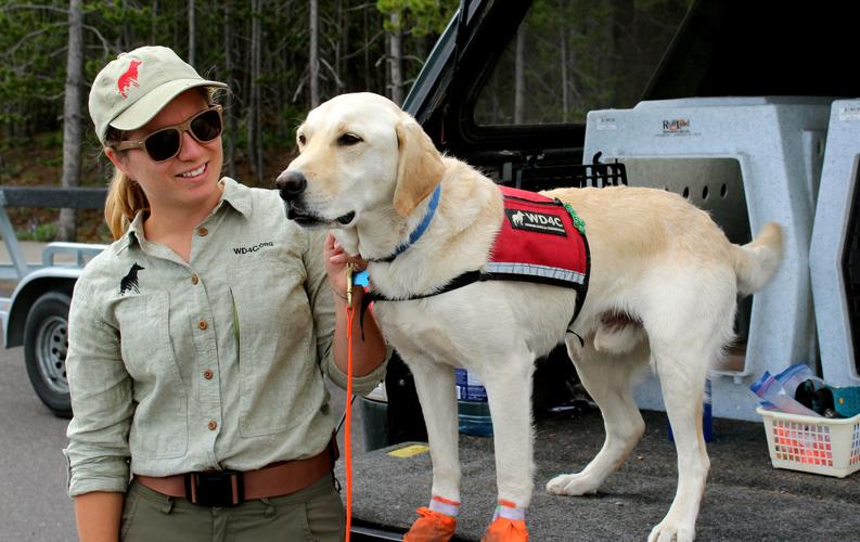 What are Drug Dogs Trained to Smell: Secrets Behind Their Skills