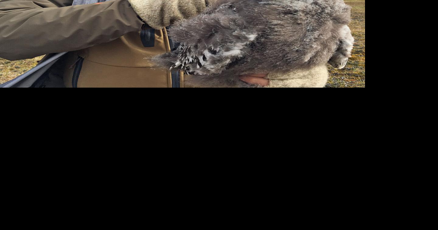 Researcher wanders the world of snowy owls