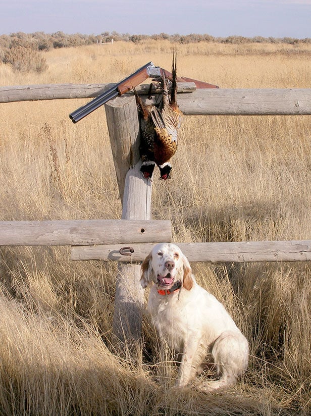 HUNTING GUIDE: Ode to a setter: Jack 