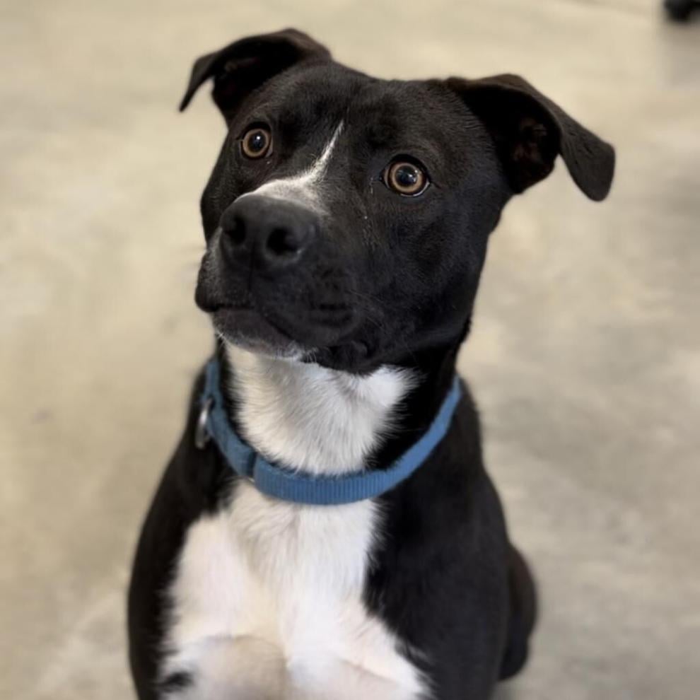 Almanac codyenterprise com