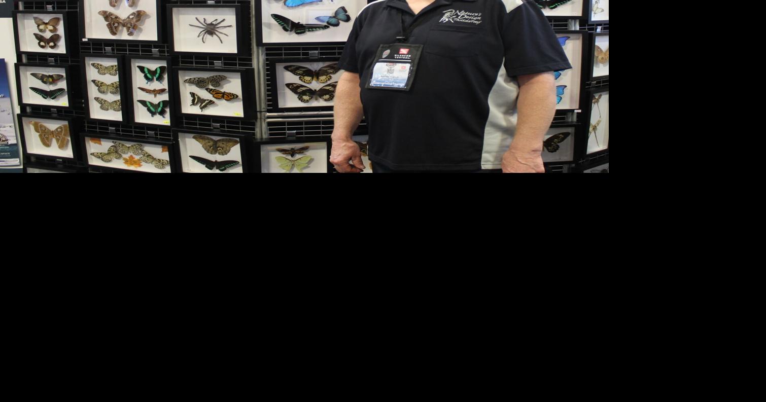 Cody taxidermist turns world’s butterflies into art