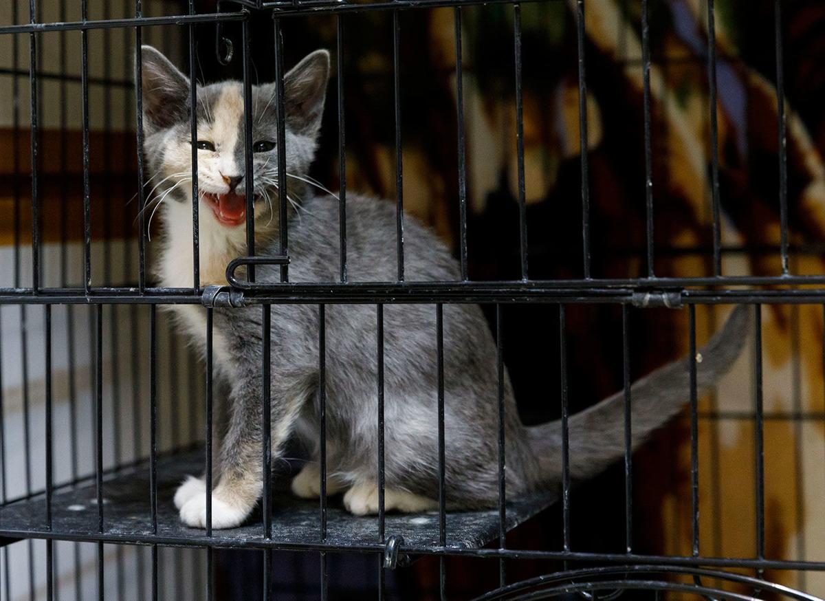Cats Now Out Of Quarantine At Shelter Local News