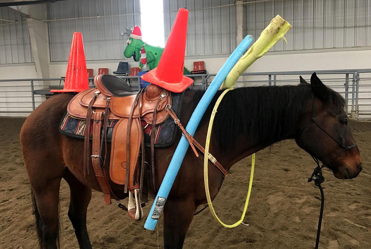 Prepping horses for Stampede Parade Local News