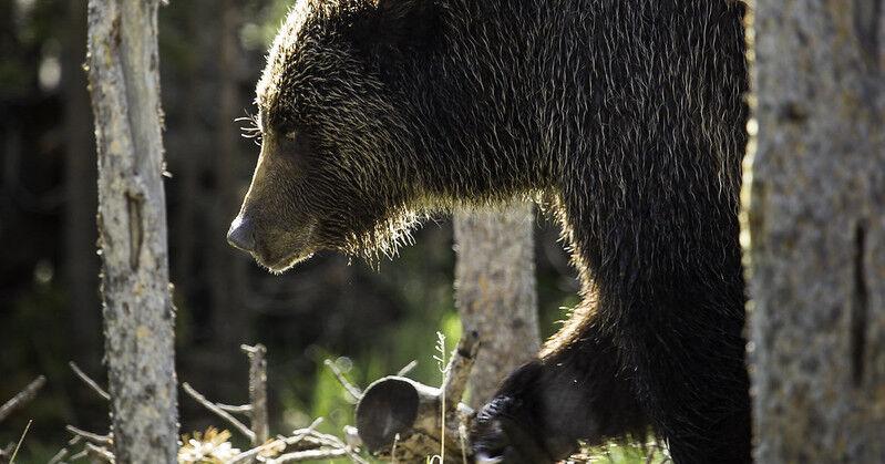 Feds look to return grizzly management to Western states
