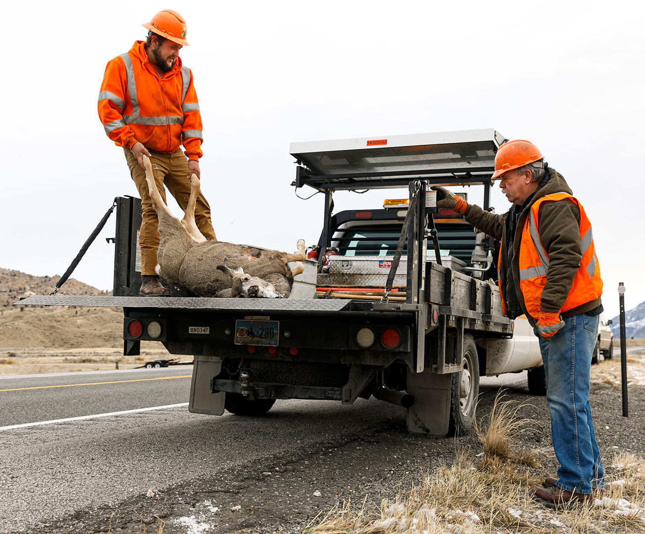 Roadkill cleanup a messy job | Local News | codyenterprise.com