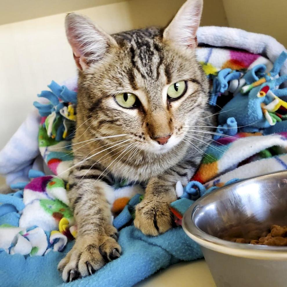 Almanac codyenterprise com