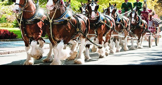 How the Budweiser Clydesdales prepare for their big day at Busch