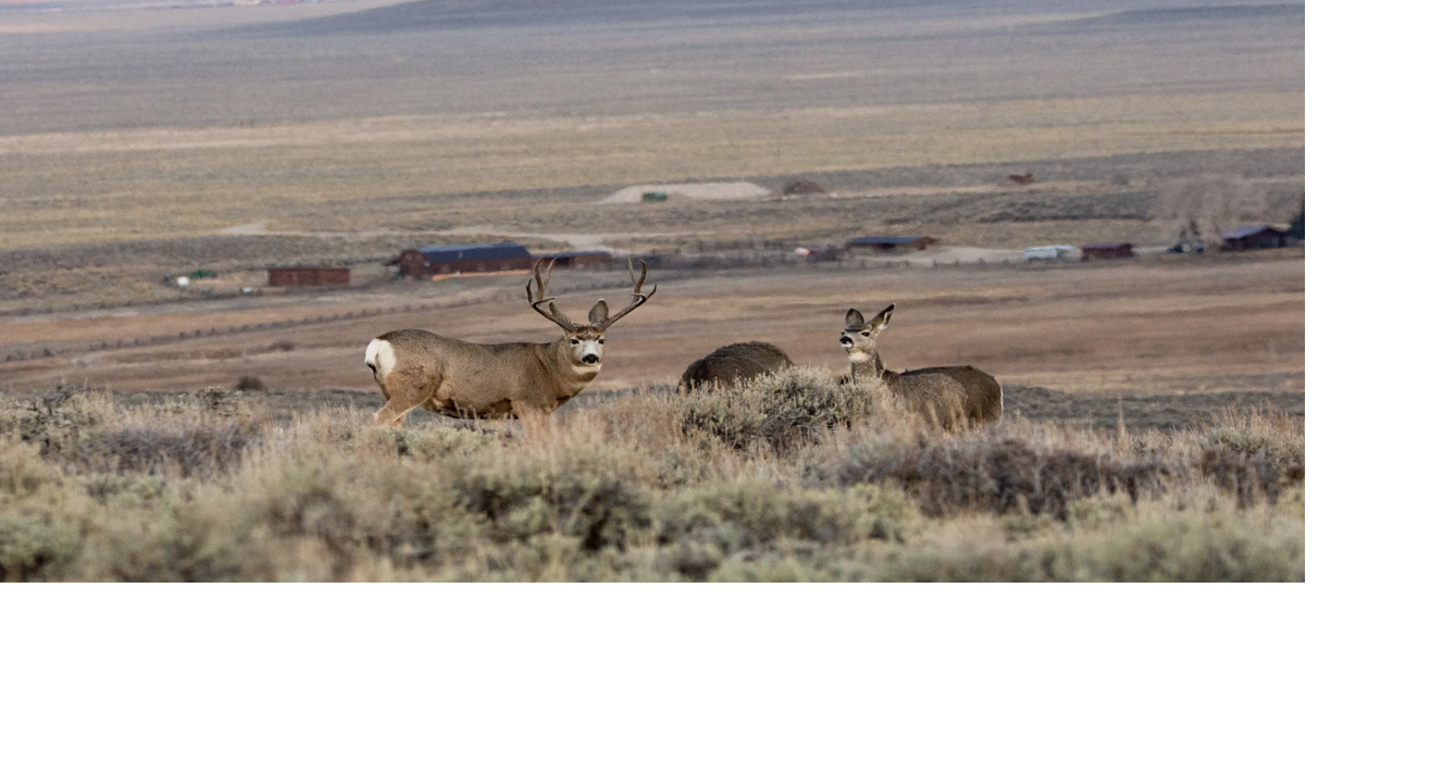 Migrating wildlife need lots of space between houses, research shows: They sometimes require a mile or more. Clustered rather than scattered rural homes could help.