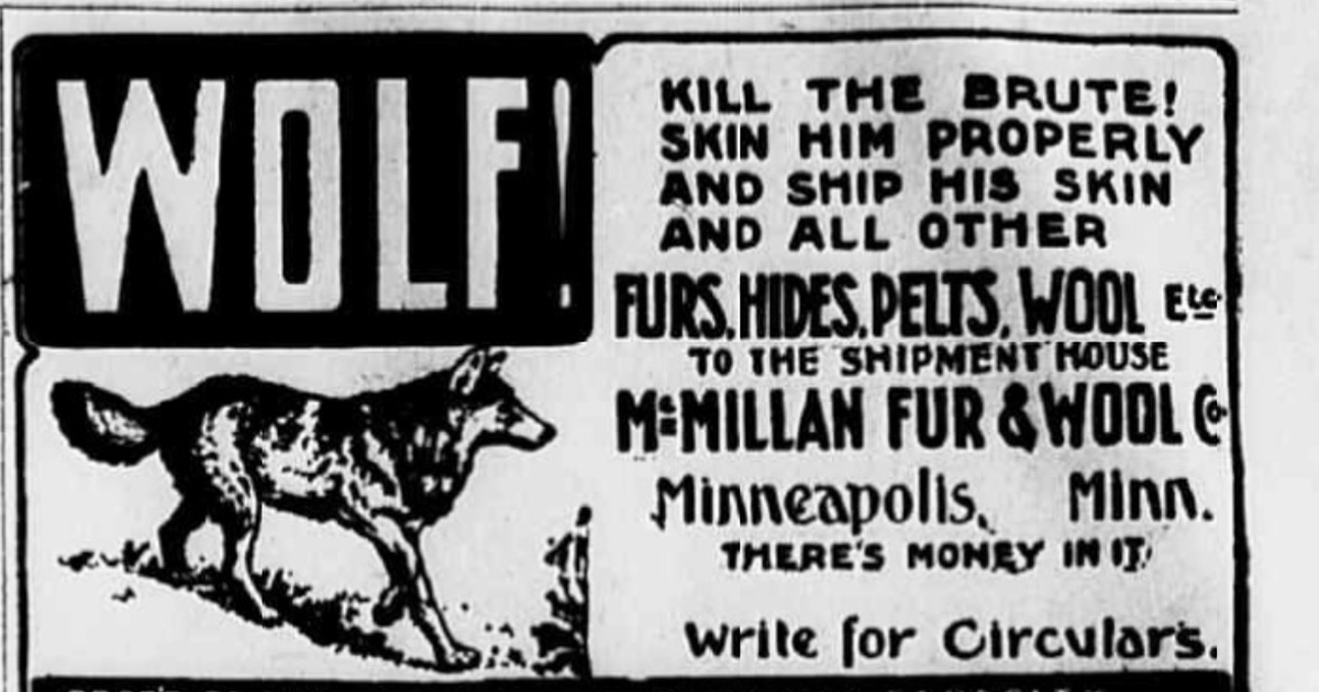 How Wyoming won the wolf war: The state’s 30-year campaign to remove the predators from the range