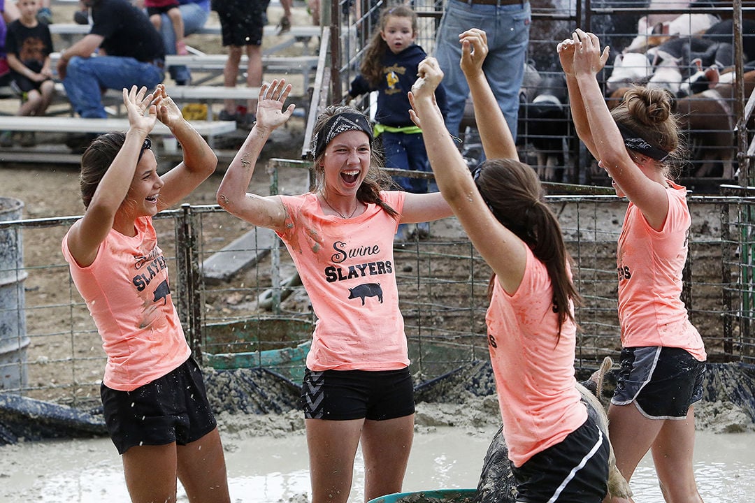 Photos Pig mud wrestling at Park County Fair