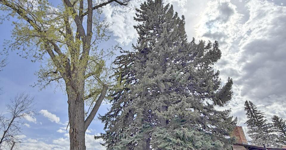 Trees to get axe for sewer repair project