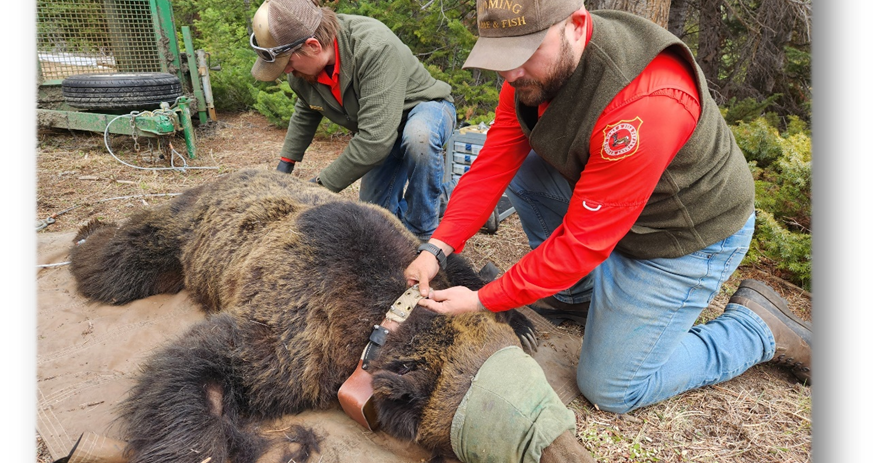 Agencies say bear safety and outreach programs ‘fruitful’ | Local News ...