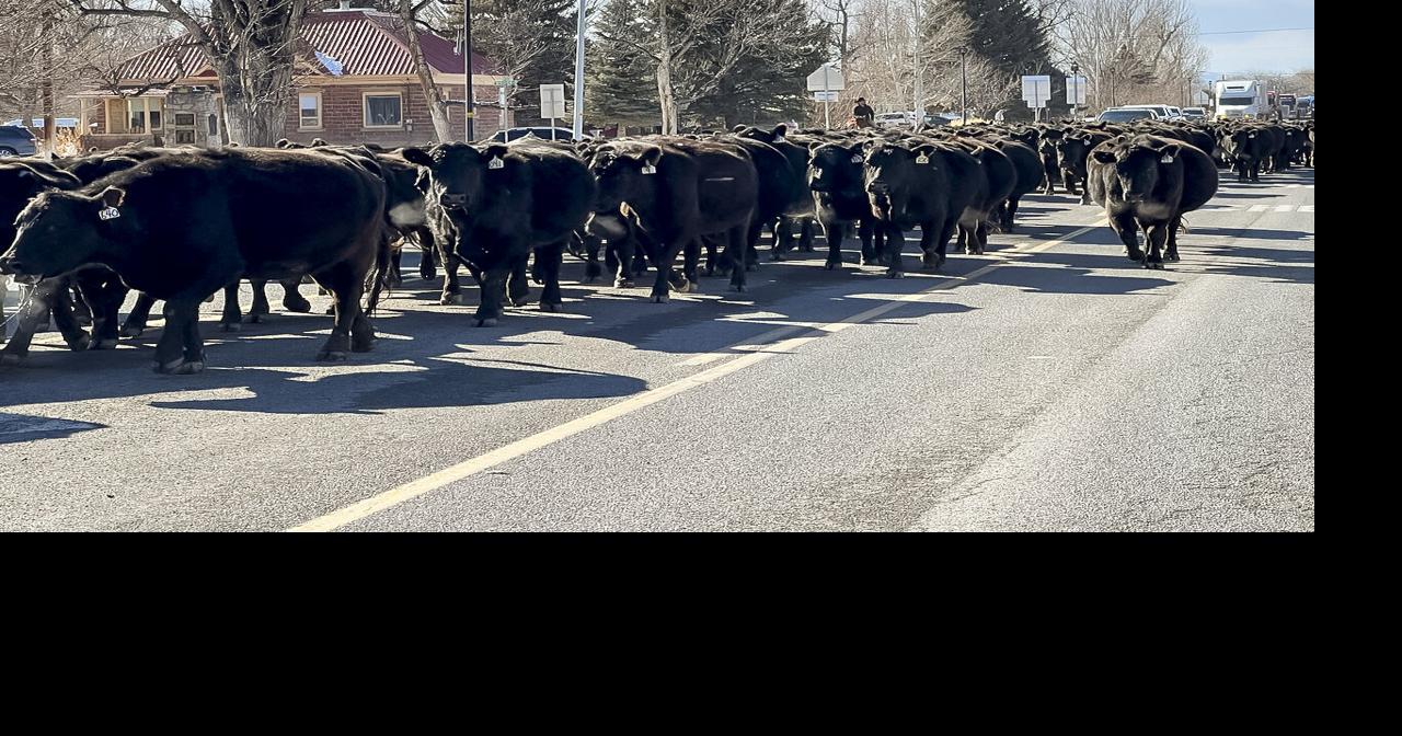 Bovine block Wyoming News