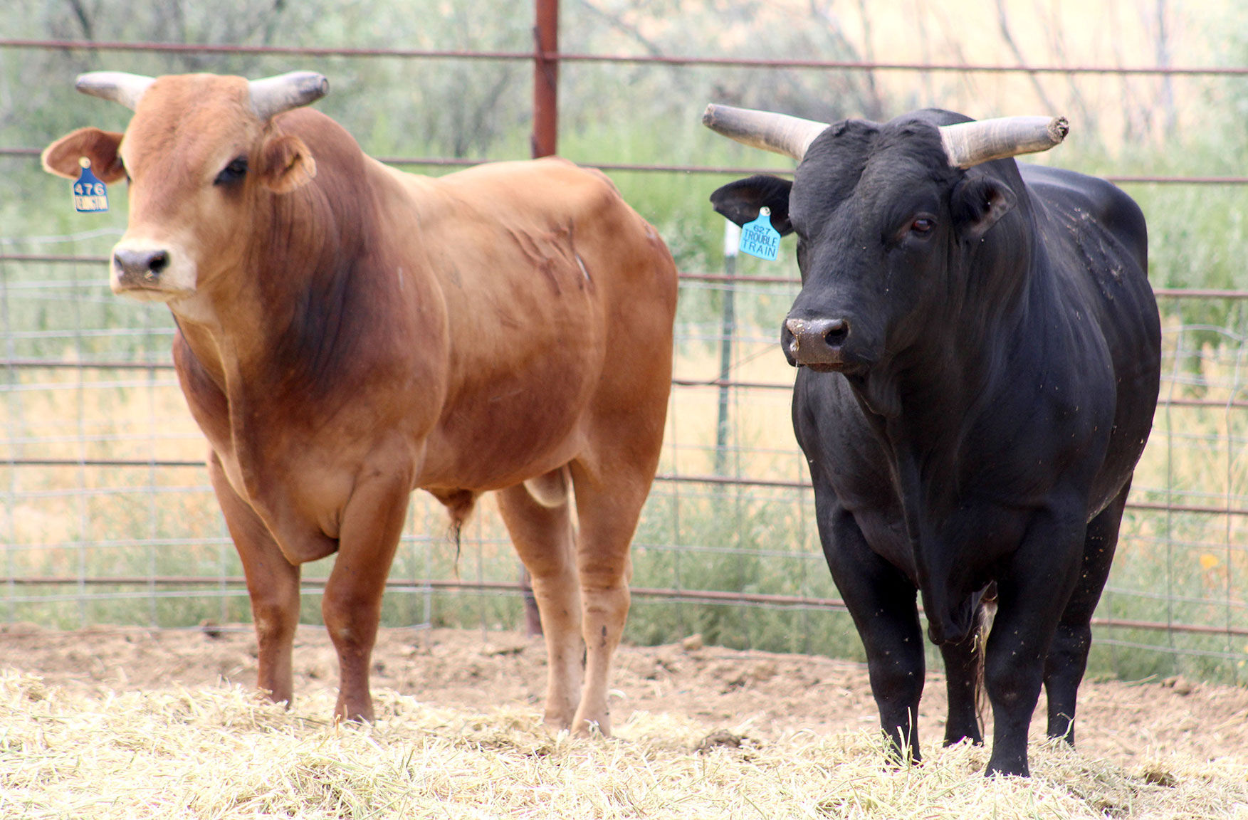 raising rodeo bulls