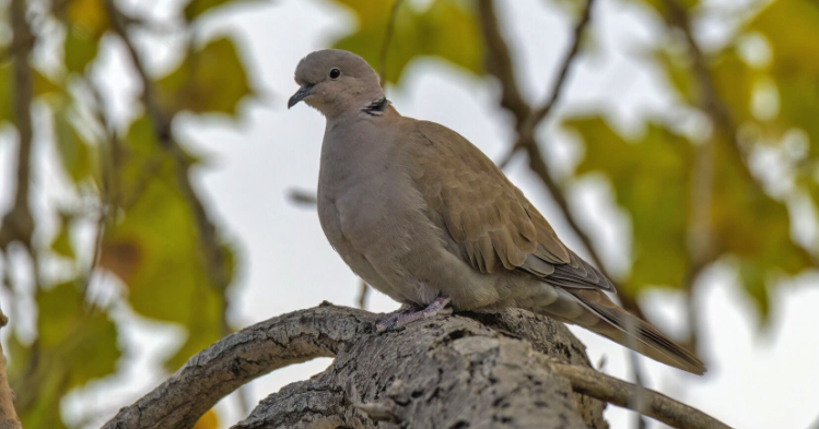 Library plans guided tours for bird-watchers
