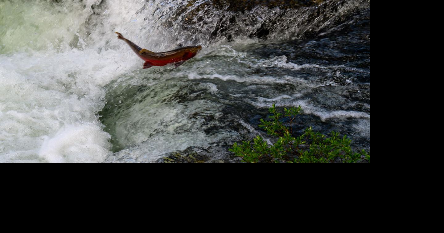 Flying fish | Almanac | codyenterprise.com