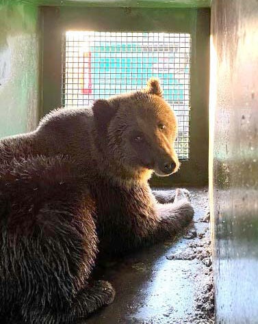Grizzly bear that killed woman weeks ago euthanized after recently