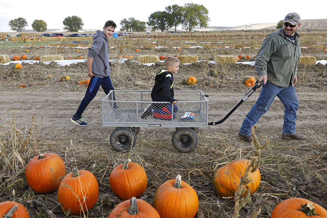 Gallagher's Corn Maze and Pumpkin Patch Local News
