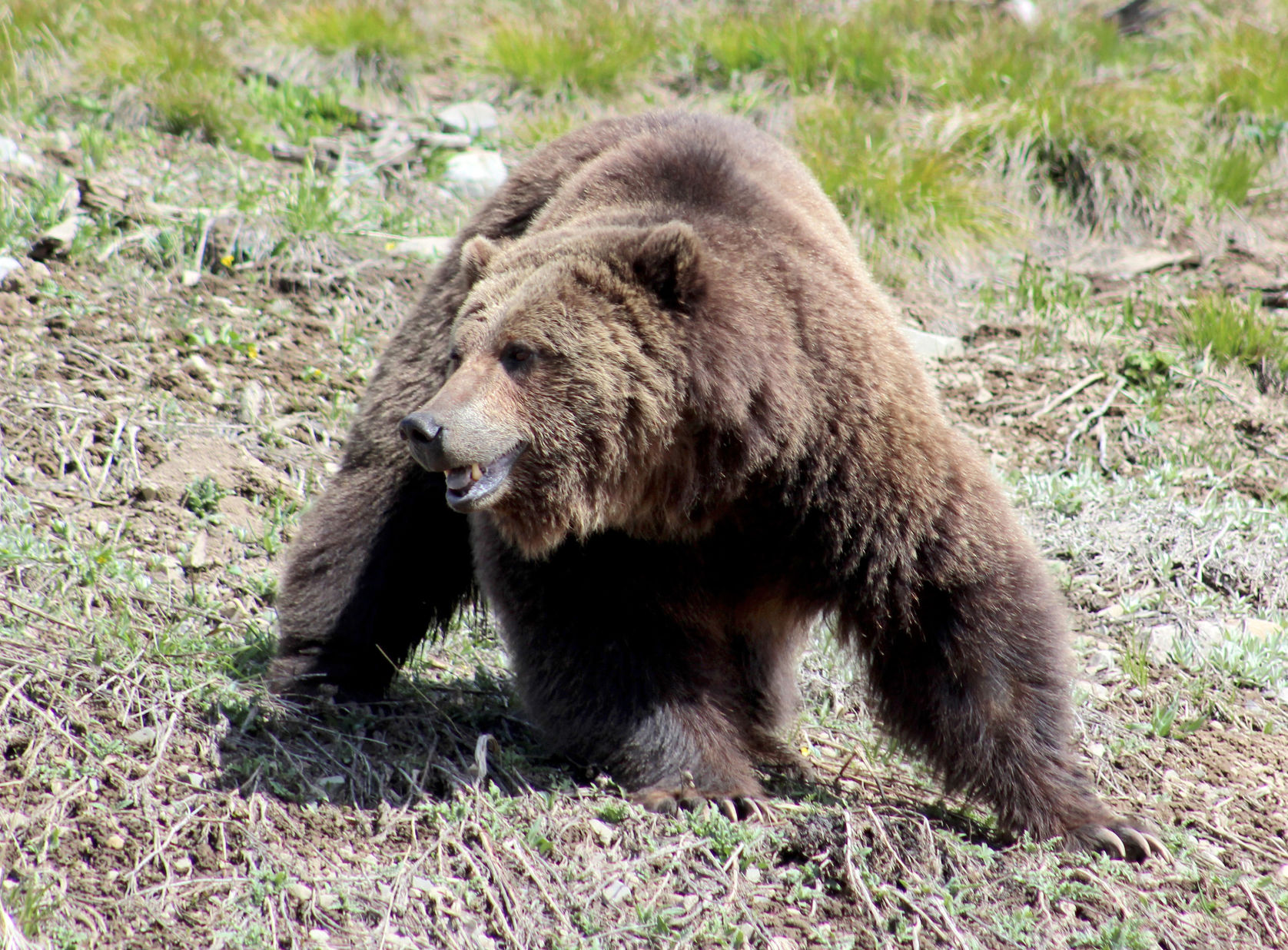 grizzly years in search of the american wilderness