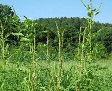 New Noxious Weed Could Wreak Crop Havoc | Local News | Codyenterprise.com