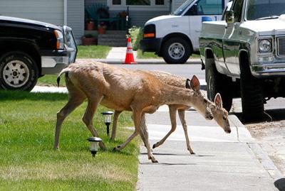 Deer
