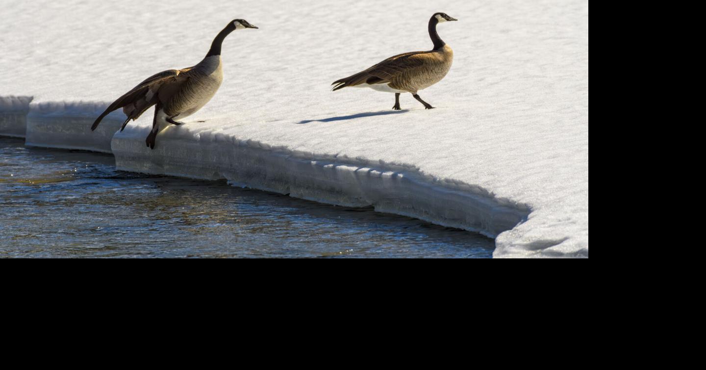 Geese Stepping
