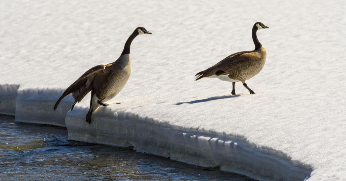 Geese Stepping | | codyenterprise.com