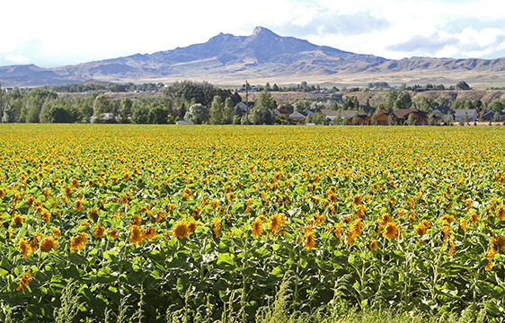 where are spitz sunflower seeds grown