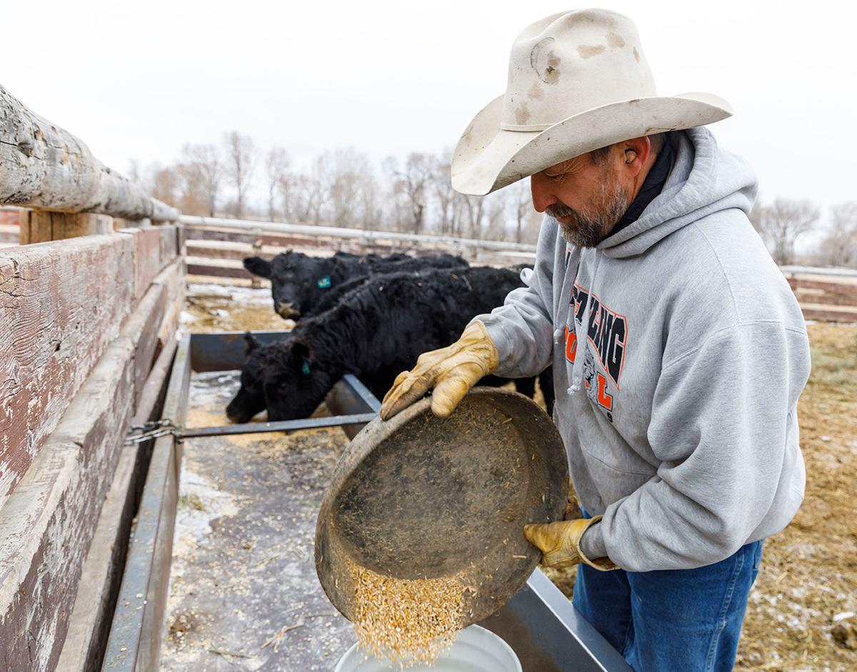 What Makes Beef Local Cattle Ranchers In Region Want To Change Law Local News Codyenterprise Com