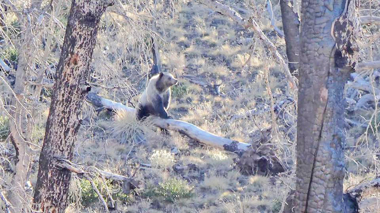 Hunter Shoots Charging Grizzly Bear | Local News | Codyenterprise.com