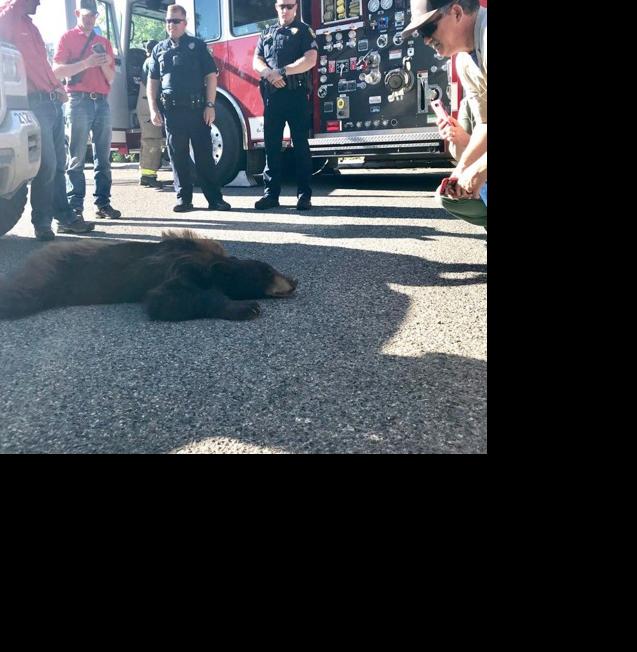 Firefighters retrieve black bear from tree in Cody | Local News ...