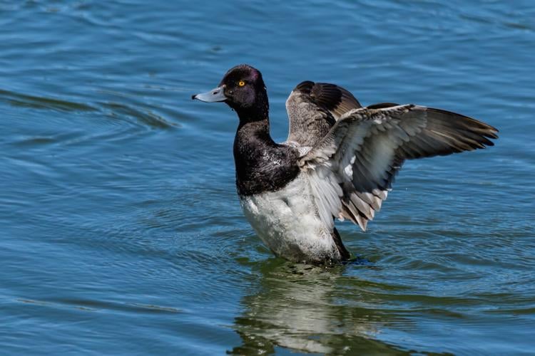 Almanac codyenterprise com