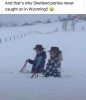 wyomingforever