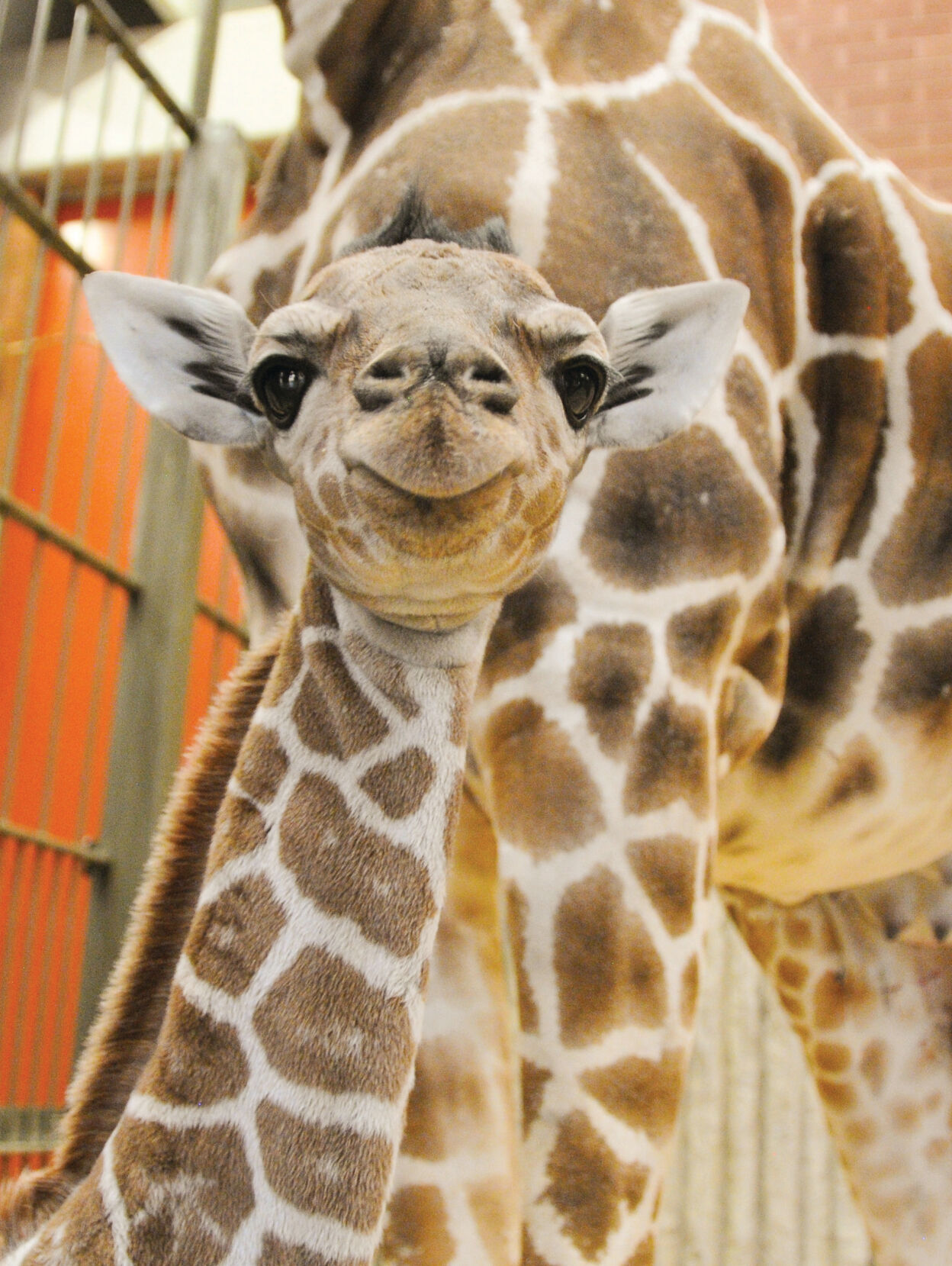 ‘Do at the Zoo’ is quite the to-do | Archives | coloradocommunitymedia.com