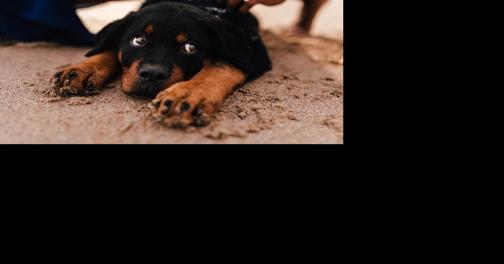 Interactions with pets can benefit seniors
