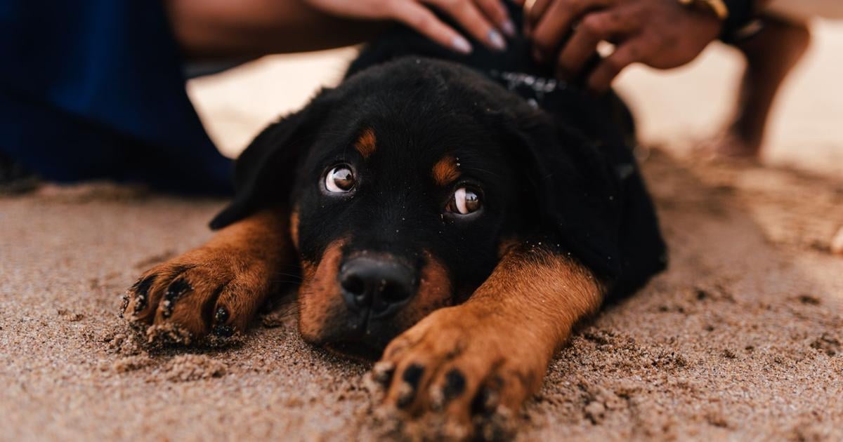 Interactions with pets can benefit seniors