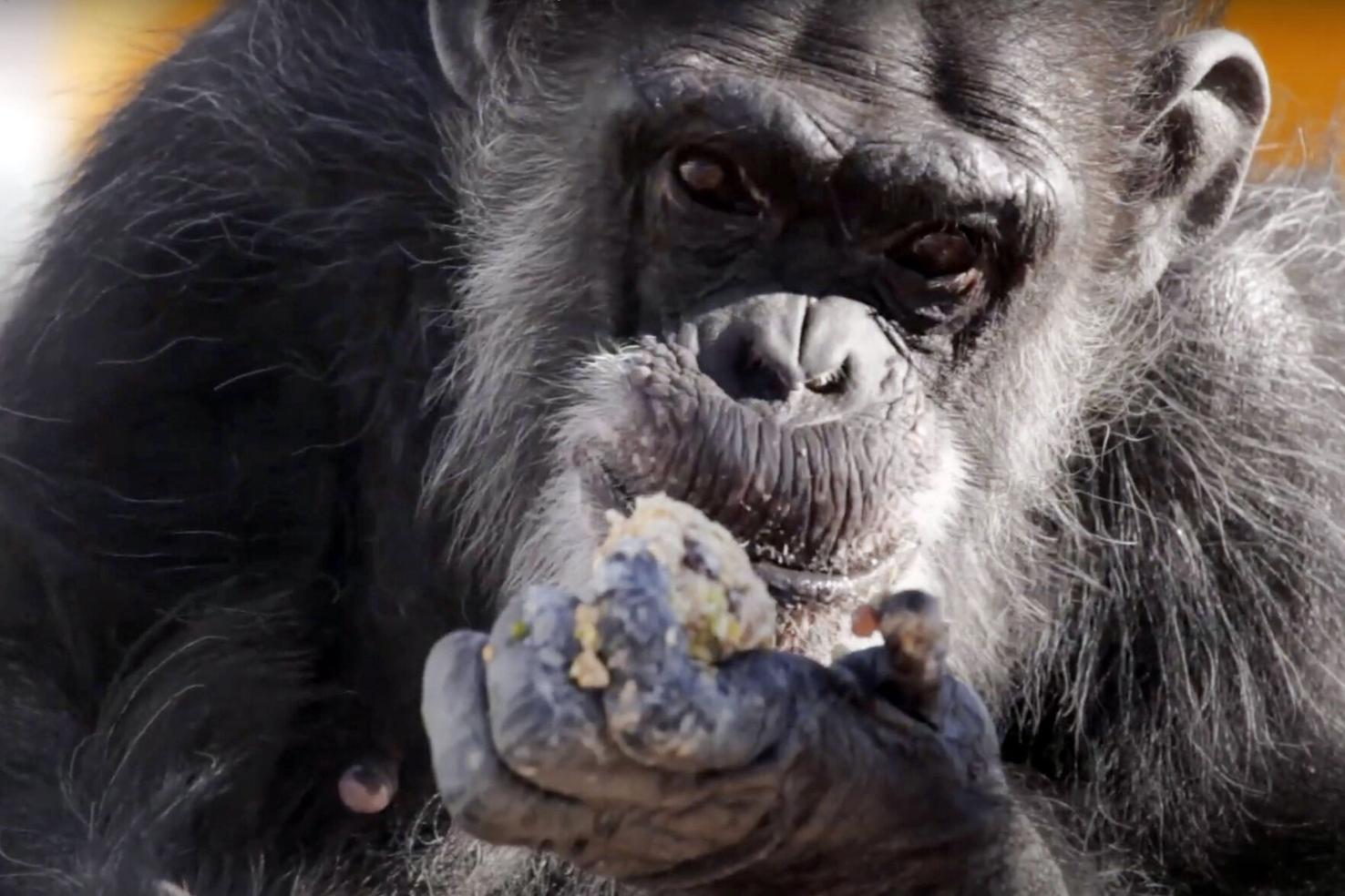 Retired research chimps to be moved to Louisiana sanctuary