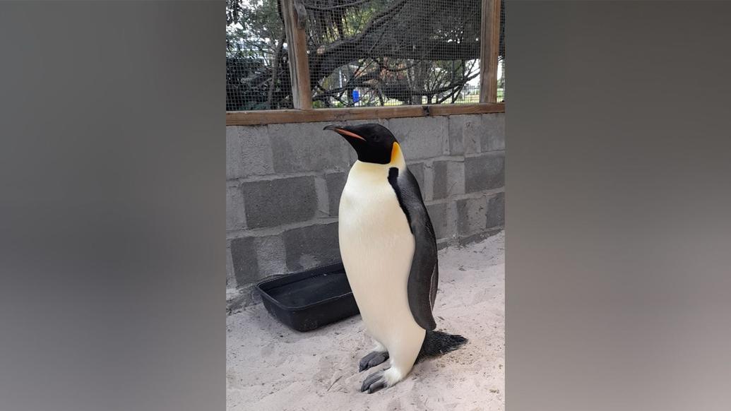 Emperor penguin turns up on Australian beach, thousands of miles from home