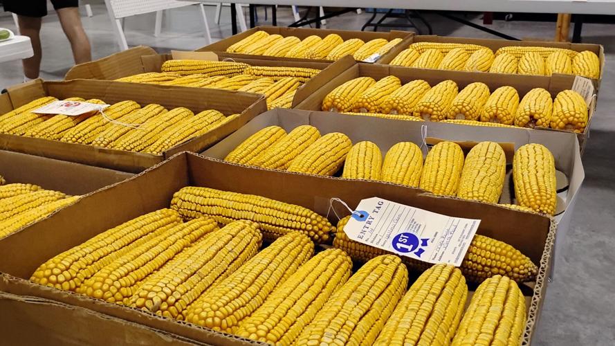 Mike Bunn Corn