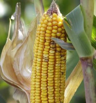 Corn