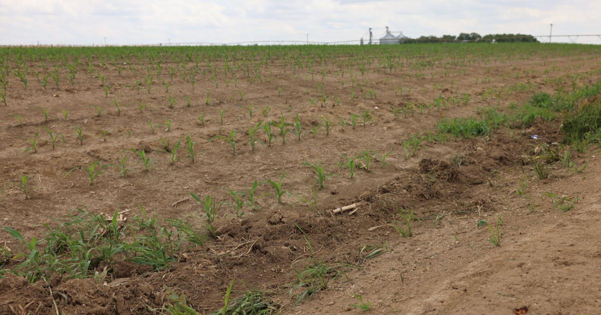Platte County corn in the ditch