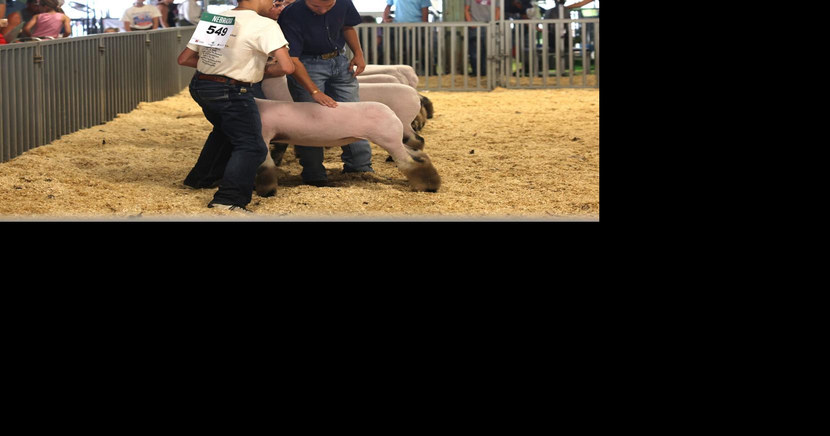 Platte County Fair 2026 sheep show Jul 14, 2026 18 mins ago