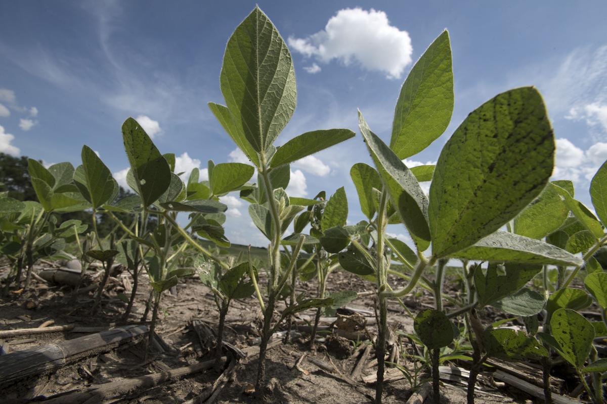 Soybeans