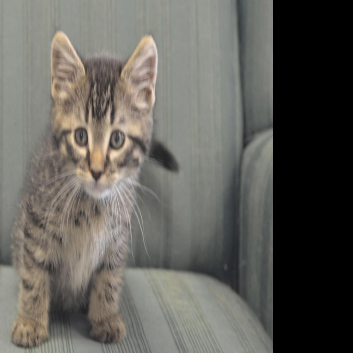 Watch Now Pet Of The Week For May 22 21 Local Columbustelegram Com