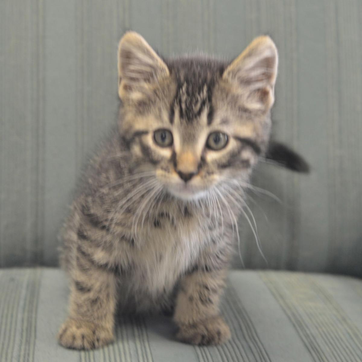 Watch Now Pet Of The Week For May 22 21 Local Columbustelegram Com Watch Now Pet Of The Week For May 22 21 Local Columbustelegram Com