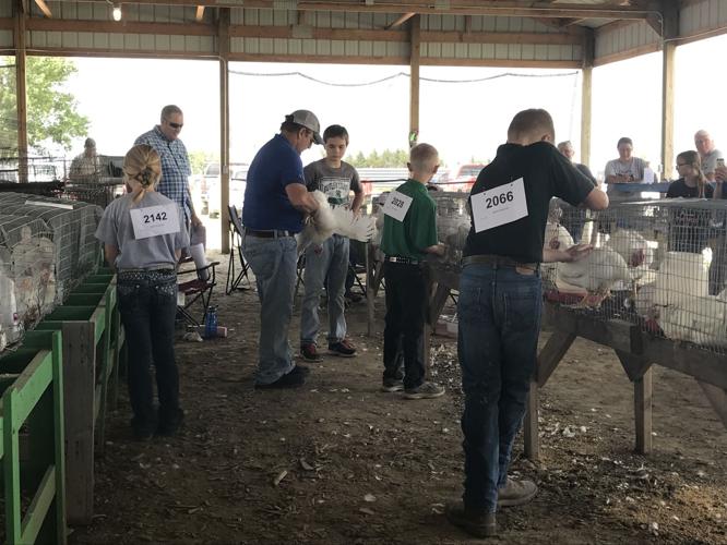 Poultry show