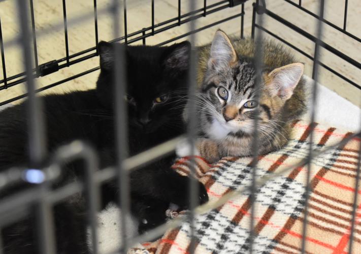 Kittens available for adoption at Paws and Claws